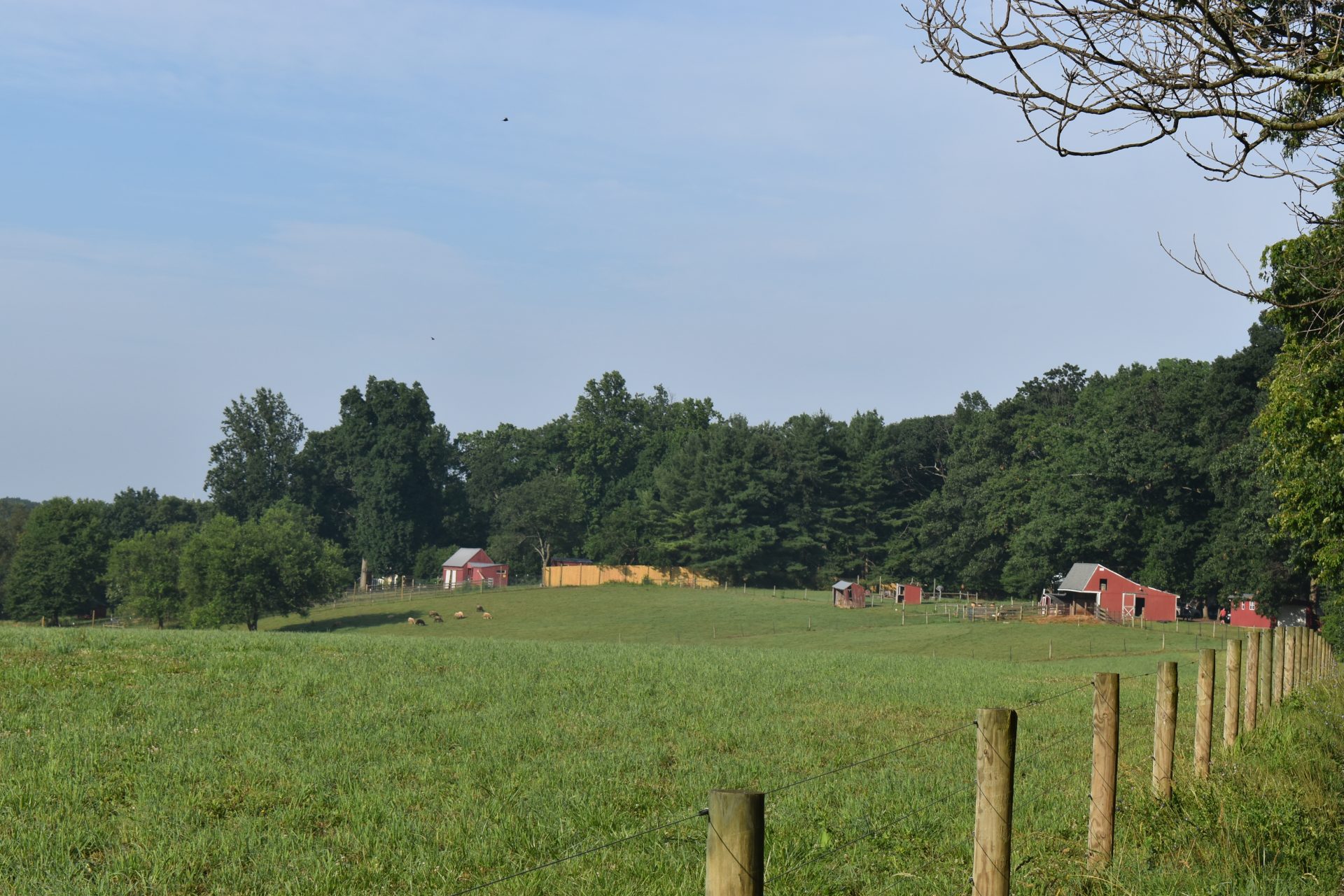 farm land animals